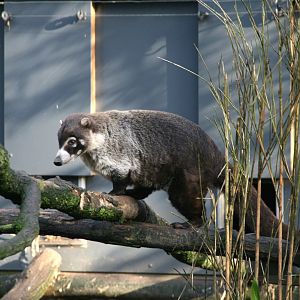 White-nosed coati
