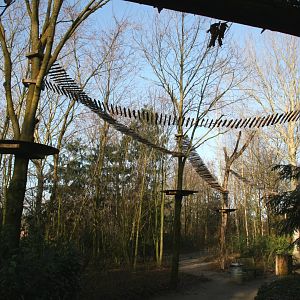 South American coati tree walkway over the visitor walkway