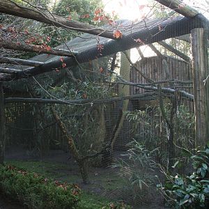 Bolivian squirrel monkey enclosure