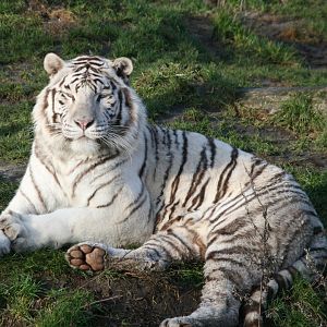 White tiger
