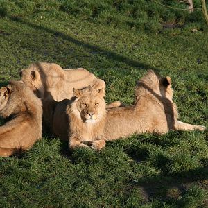 African lions