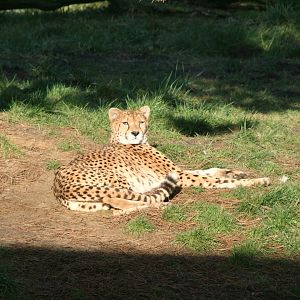 Cheetah