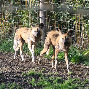 African wild dogs