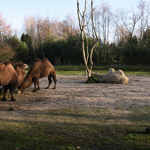 Bactrian camels
