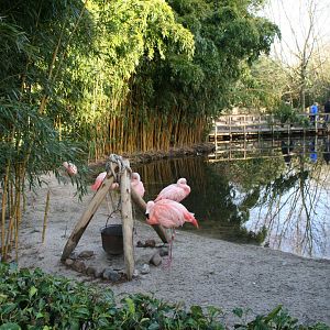 Flamingo enclosure