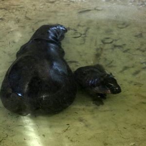 Pygmy hippo with her male calf