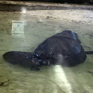 male Pygmy hippo calf