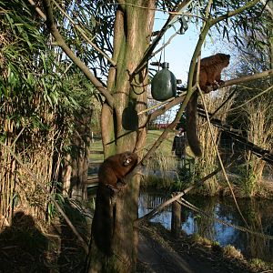 Red-bellied lemurs