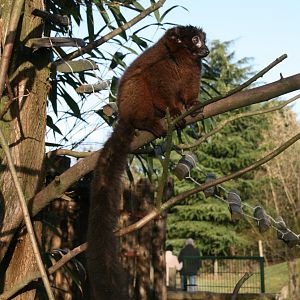 Red-bellied lemur