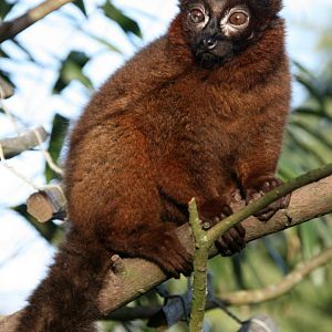 Red-bellied lemur