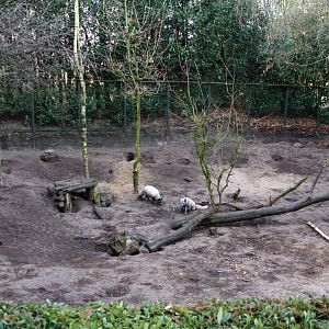 Arctic fox enclosure