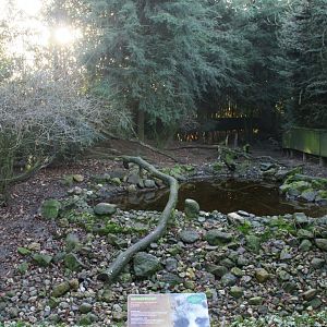 seccond Racoon dog enclosure