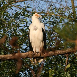 Palm-nut vulture