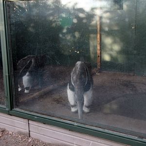 part of the Giant anteater indoor enclosure