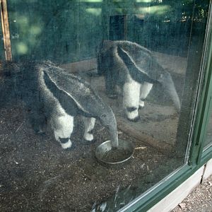 Giant anteater pair
