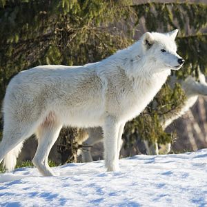 Arctic Wolves
