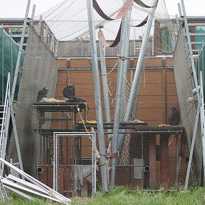 One of the Chimp-groups