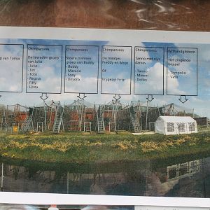 Overview Chimp-groups - and Gibbons