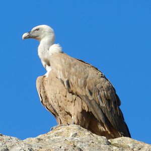 Griffon Vulture