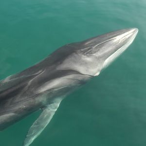 Fin Whale