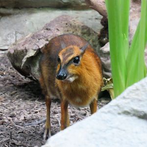 Greater Malayan Chevrotain