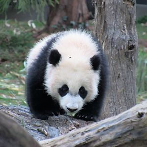 Bei Bei