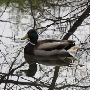 Wild Mallard