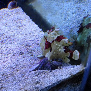 Warty Frogfish