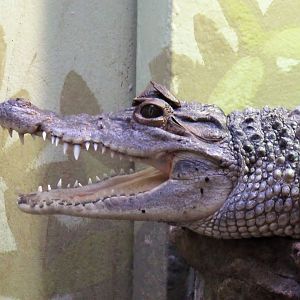 Mindy, Philippine Crocodile