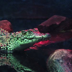 Juvenile Cuban Crocodile
