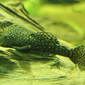 Bristlenose catfish - Ancistrus species