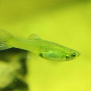 Guppy