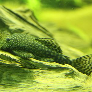 Bristlenose catfish - Ancistrus species