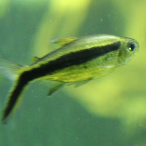 Penguin tetra - Thayeria boehlkei