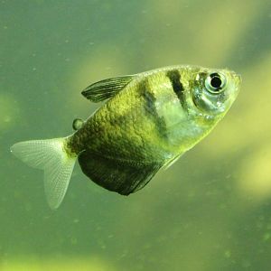 Gymnocorymbus ternetzi