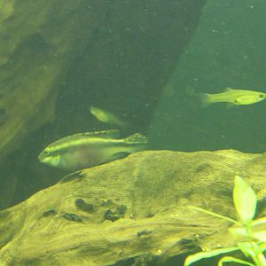 Pelvicachromis pulcher and Guppy