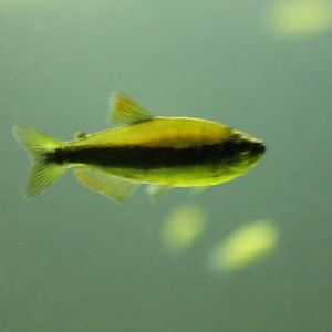 Nematobrycon palmeri