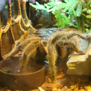 Tarantula species