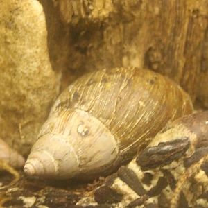 African giant land-snail