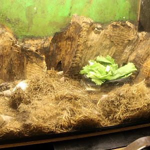 Enclosure African giant land-snail
