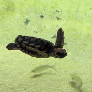 Sheldon, Loggerhead Sea Turtle