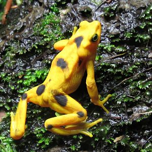 Panamanian Golden Frog