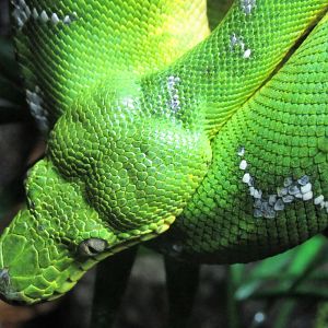 Emerald Tree Boa