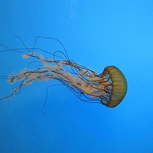 Pacific Sea Nettle