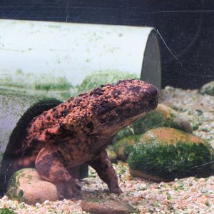 Japanese Giant Salamander