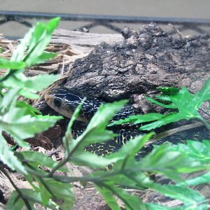 Juvenile Samar Cobra