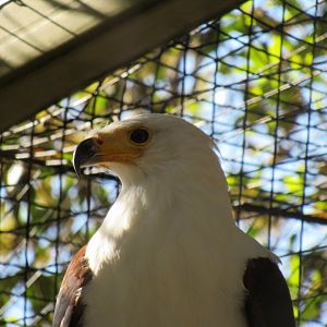 African Fish Eagle