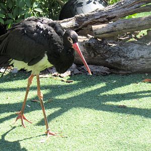 Helena, Black Stork