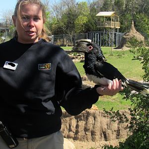 Trumpeter Hornbill and Keeper