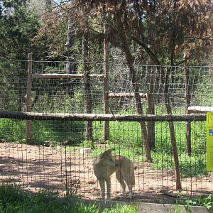 Dingo Exhibit